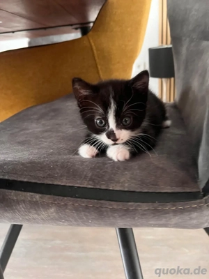 suche liebevolles zu hause   