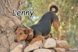 Bist du vielleicht der Mensch, der Lenny endlich zeigt, wie schön ein geliebtes Hundeleben sein kann