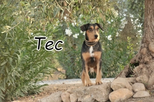  Bist du bereit, diesem besonderen Hundejungen das Zuhause zu schenken, das er so sehr verdient?