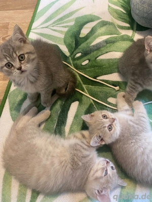 Britisch Kurzhaar Kitten ab 23.11