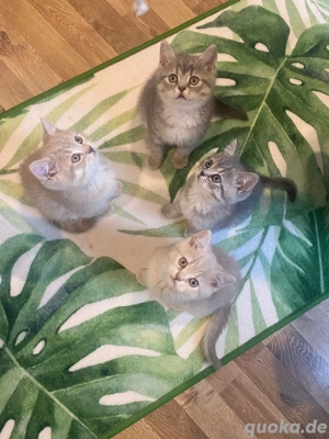 Britisch Kurzhaar Kitten ab 23.11