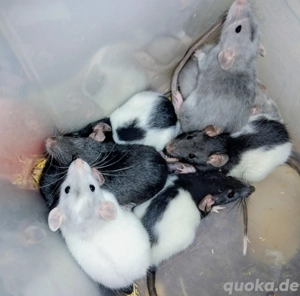 junge farbratten zu verkaufen