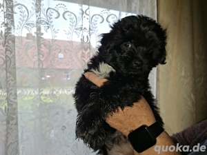 Jackrussel Mix Welpen