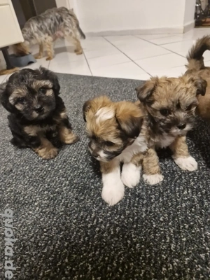 Hunden zum verkaufen 