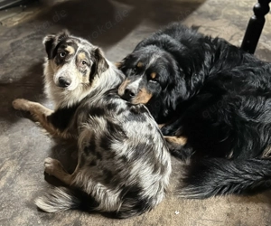 Berner Shepherds vom Lindenhof (Hybridhunderasse F1)