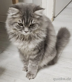  Bkh Blh Junge 22 Wochen 