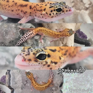 Leopardgecko Baby - Black Blood Eclipse