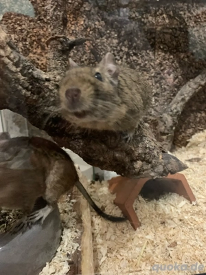 degu männchen abzugeben