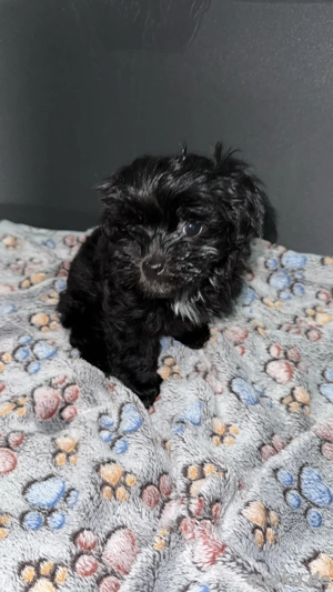 Bolonka Zwetna Welpe