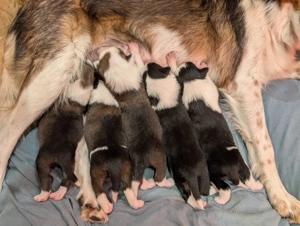 Border Collie Welpen