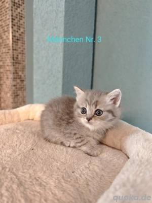3 zuckersüße BKH Kitten Kätzchen 