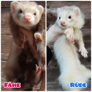 2 Frettchenwelpen 1xFähe 1x Langhaar Rüde Frettchen Welpen 