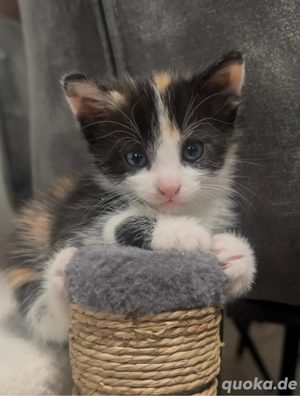 suche liebevolles zu hause 