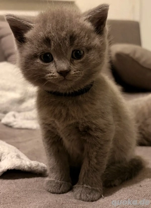 Britische Kurzhaar Kitten nur noch 2!