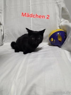     Süße BKH-Mischlingskätzchen suchen liebevolles Zuhause!   