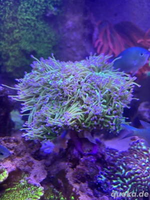 euphyllia glabrescens "toxic green blue tips" Bild 2