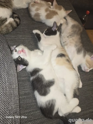 süsse katzen babys 