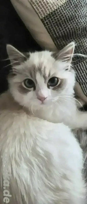Ragdoll Kater 5 Monate inkl. Zubehör 