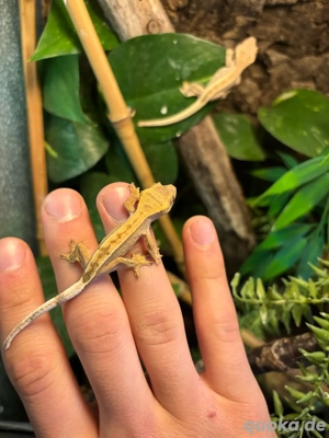 Kronengeckos (Correlophus ciliatus) Jungtiere Lilly white Bild 4
