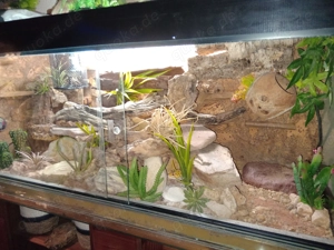 Terrarium Reptilien Geckos 100x40x50 