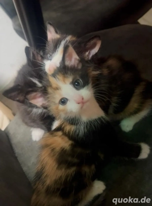 suche liebevolles zu hause 