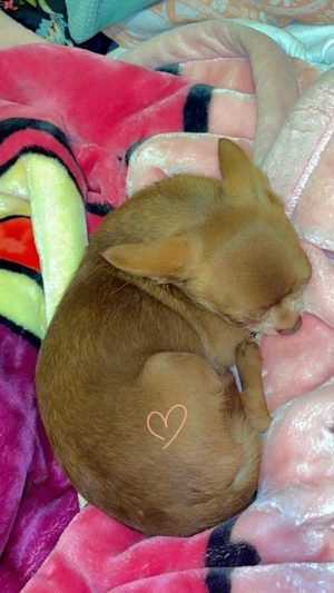 Chihuahua rüde und Hündin