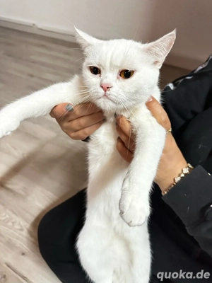 Britisch Kurzhaar (weiß)   freundlich und gepflegt