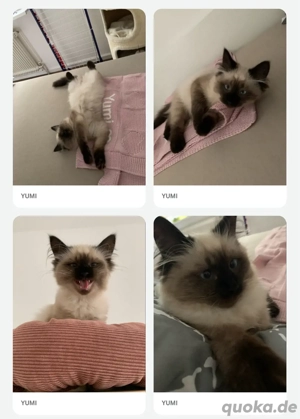 Neva Masquarade, 5 Monate jung