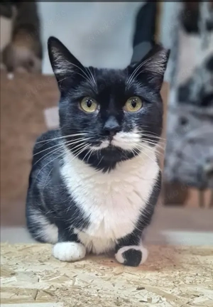 Amy Liebevolles Katzenmädel sucht ihr ruhiges Zuhause