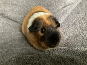 Zutrauliche Meerschweinchen unterschiedlichen Alters... Bild 6