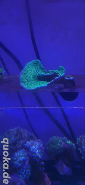 Montipora Platte grün