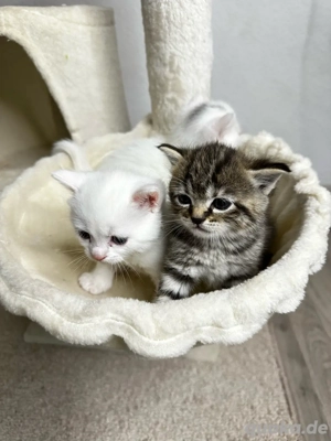 6 zuckersüße Katzenbabys   5 weiße & 1 graues Kätzchen   4 Wochen alt
