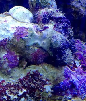 Lebendgestein Meerwasser top