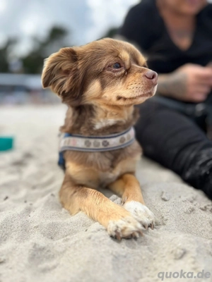 Charmanter  Chihuahua Deckrüde