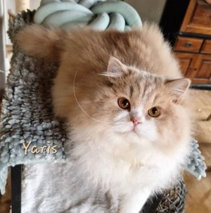 BLH Kater sehr schmusig und anhänglich, sucht liebevolles Zuhause auf Lebenszeit.