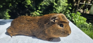 Meerschweinchen Cuy Zuchtbock abzugeben