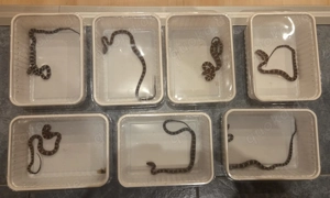 Kornnattern aus eigener Nachzucht 0 0 7 