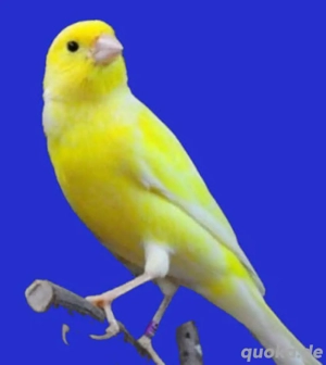 Kanarienvögel, junge Kanarien 