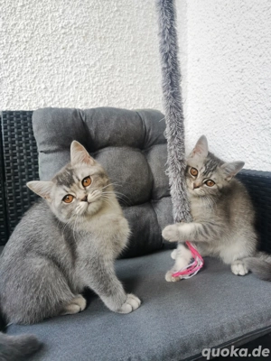  2 weiblich BKH-Kitten suchen Personal   mit Hunde-Erfahrung! 