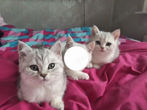 Britische kurzhaar kitten suchen ein neues Zuhause 