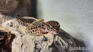 Leopardgecko abzugeben 
