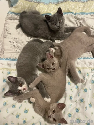 Britisch Kurzhaar Babykatzen