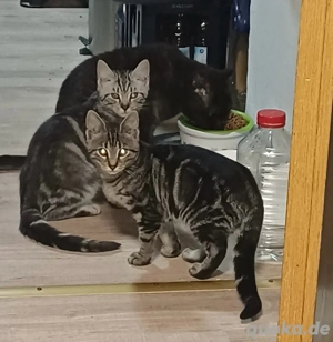 bkh maine coon x EKH kitten