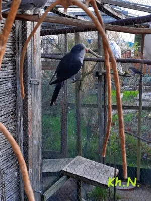 Mönchsittiche Mönchssittiche