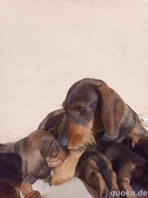 Rauhhaardackel Welpen 