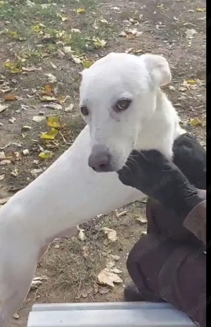 Laika, z.Z. in Ungarn, ist ein freundlicher und unkomplizierter Hundemann Bild 9