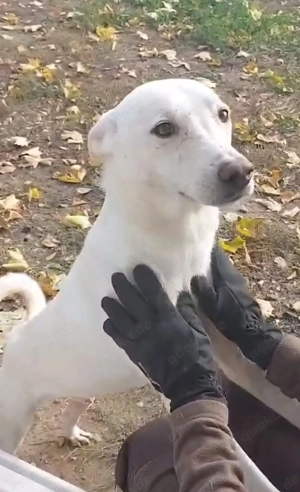 Laika, z.Z. in Ungarn, ist ein freundlicher und unkomplizierter Hundemann Bild 2