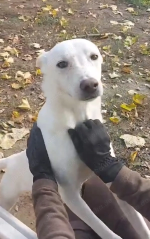Laika, z.Z. in Ungarn, ist ein freundlicher und unkomplizierter Hundemann Bild 4