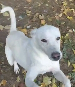 Laika, z.Z. in Ungarn, ist ein freundlicher und unkomplizierter Hundemann Bild 7