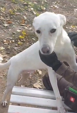 Laika, z.Z. in Ungarn, ist ein freundlicher und unkomplizierter Hundemann Bild 6
